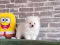 Pomeranian Boo Erkek 