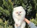 Ayıcık Pomeranian Boo Erkek 