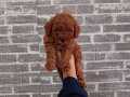Toy Poodle Bebekler 