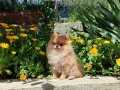 Oranga Pomeranian Boo Dişi 