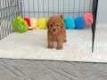 Toy Poodle Bebekler 