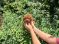 Baby Face Orjinel Poodle Bebekler