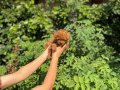 Baby Face Orjinel Poodle Bebekler