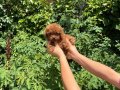 Baby Face Orjinel Poodle Bebekler