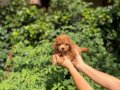 Baby Face Orjinel Poodle Bebekler