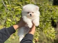 Pomeranian Boo Bebekler 