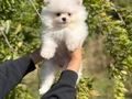 Pomeranian Boo Bebekler 