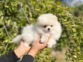 Pomeranian Boo Bebekler 