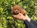 Kore Kan Toy Poodle Bebekler 