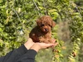 Kore Kan Toy Poodle Bebekler 