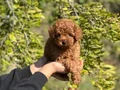 Kore Kan Toy Poodle Bebekler 