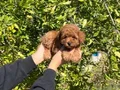 Kore Kan Toy Poodle Bebekler 