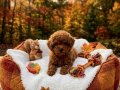 Toy Poodle Aşılı Bebekler 