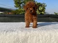 Toy Poodle Aşılı Bebekler 