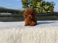 Toy Poodle Aşılı Bebekler 