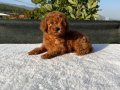 Toy Poodle Aşılı Bebekler 