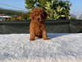 Toy Poodle Aşılı Bebekler 