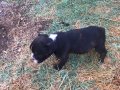 French bulldog bebekler 