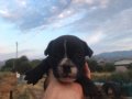 French bulldog bebekler 