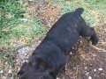 French bulldog bebekler 