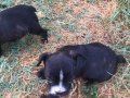 French bulldog bebekler 