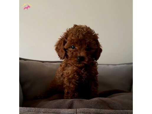 En küçüğü safkan poodle 