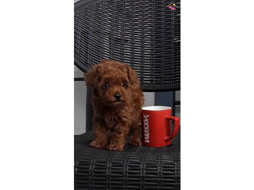 DÏŞİ SAFKAN BEBEĞİMİZ 