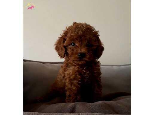 DÏŞİ EN KÜÇÜK BEBEK