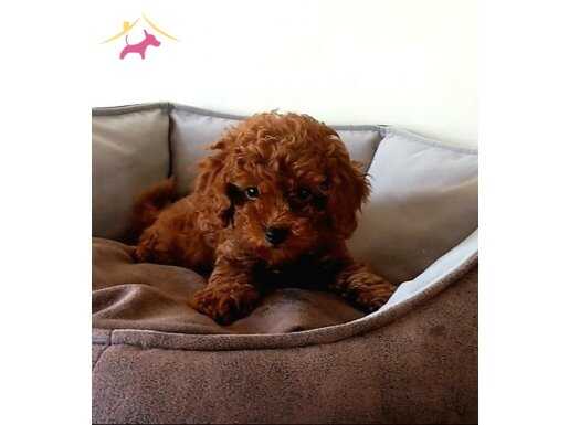 DÏŞÏ EN KÜÇÜĞÜ EV DOĞUMLU 