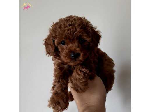 DİŞİ EVDE DOĞUP BÜYÜYEN YAVRUMUZ 