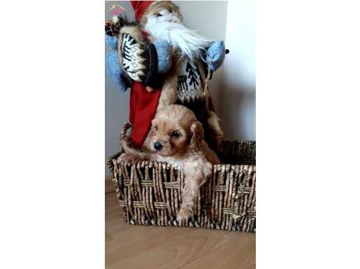 DİŞİ MİNİK ŞEKER