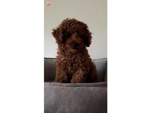 EVDE DOĞAN SAFKAN ERKEK