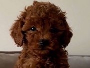 DÏŞİ EN KÜÇÜK BEBEK