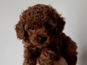 DİŞİ EVDE DOĞUP BÜYÜYEN YAVRUMUZ 