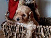 DİŞİ MİNİK ŞEKER