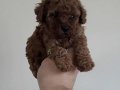 800gr Safkan Poodle 