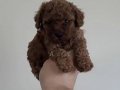 800gr Safkan Poodle 
