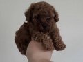 800gr Safkan Poodle 