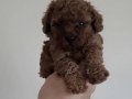 800gr Safkan Poodle 