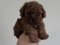 800gr Safkan Poodle 