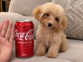 5 Aylık Teacup 1500gr Poodle