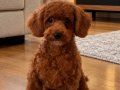 Boy garantili 2200gr toy poodle 