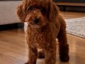 Boy garantili 2200gr toy poodle 