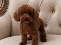 A kalite red brown toy poodle 