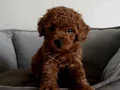 Kore poodle a kalite