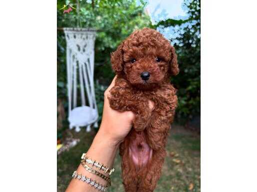 Evde Sağlıkla Büyüyen Toy Poodle Yavrumuz