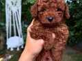 Evde Sağlıkla Büyüyen Toy Poodle Yavrumuz