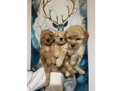 Kaliteli poodle bebekler 