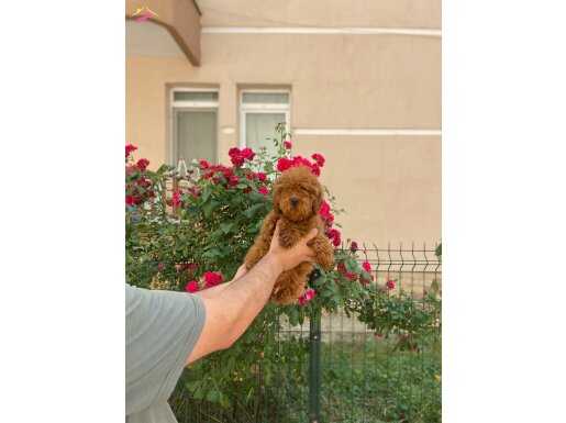 A kalite korekan poodle