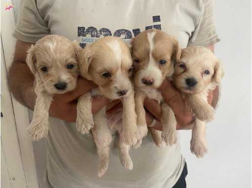 A kalite Maltipoo bebeklerim️